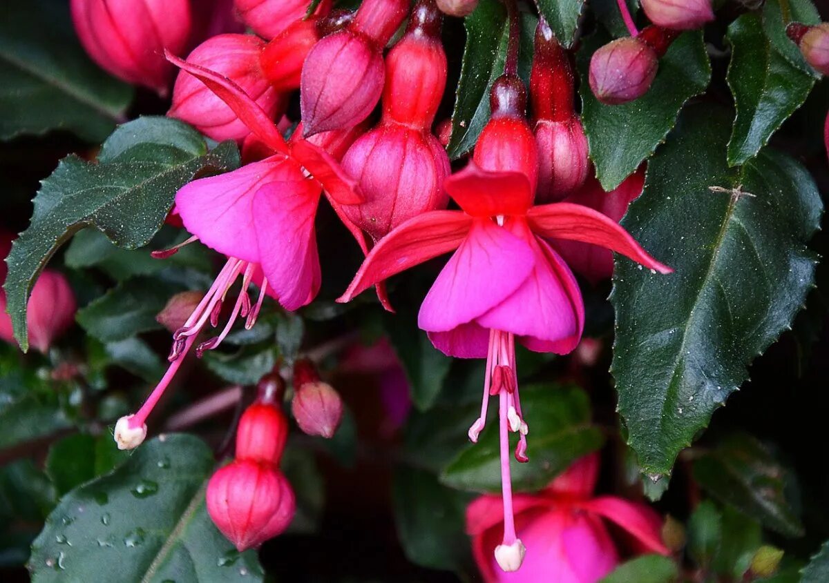 Как называется фуксия. Фуксия walz blauwkous. фуксия fuchsia. фуксия sir matt busby. фуксия трехлистная.