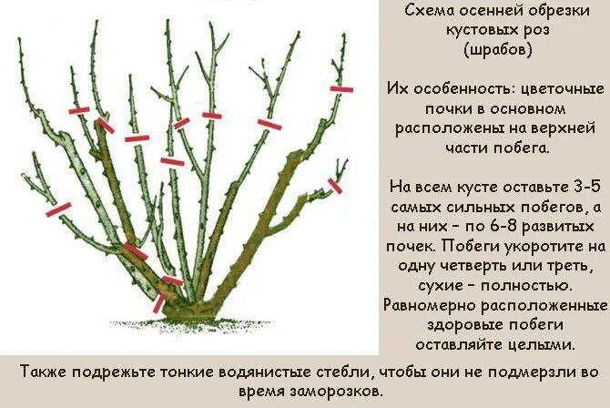 Розы отцвели надо ли срезать бутоны. Правильная обрезка роз весной схема. обрезаем розы весной. обрезка чайно-гибридных роз. схема обрезка весной плетистой розы.