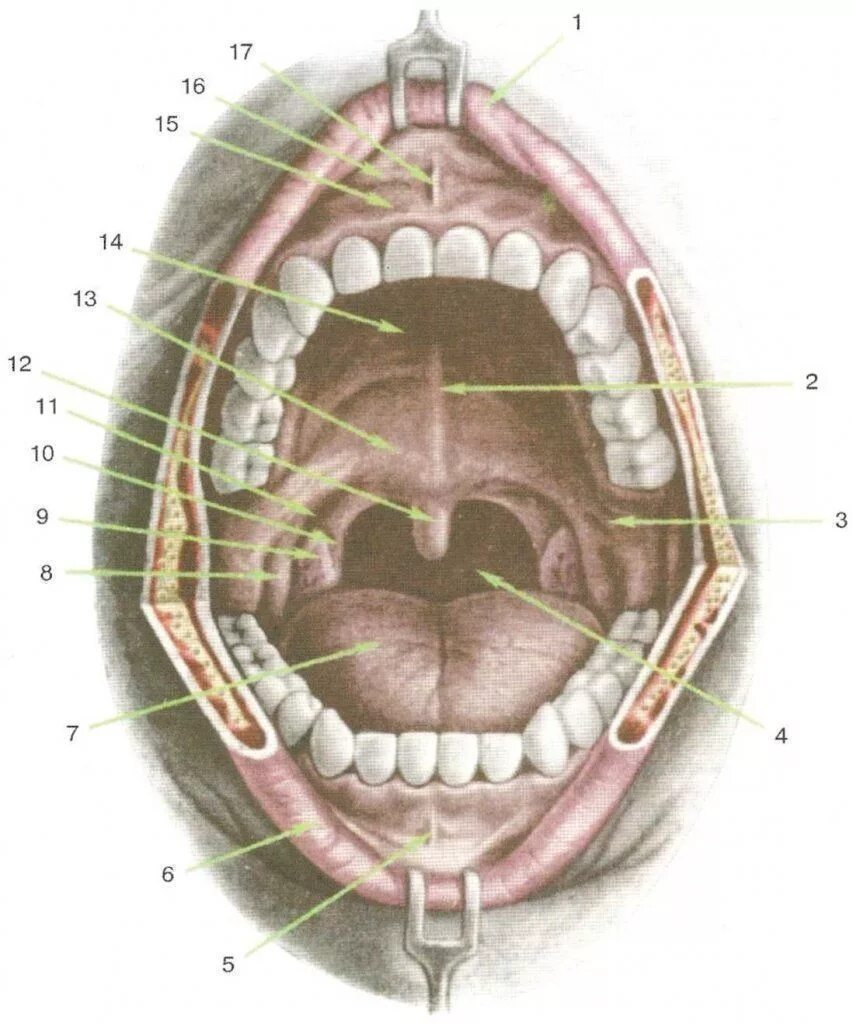 Ротовая полость норма. Анатомия зева строение небных миндалин. Перешеек зева анатомия. Альвеола (ротовая полость).
