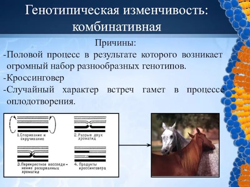 Примеры наследственной комбинативной изменчивости. Комбинативная изменчивость 9 класс. Причины изменчивости. Наследственная генотипическая изменчивость. Наследственная комбинативная и мутационная