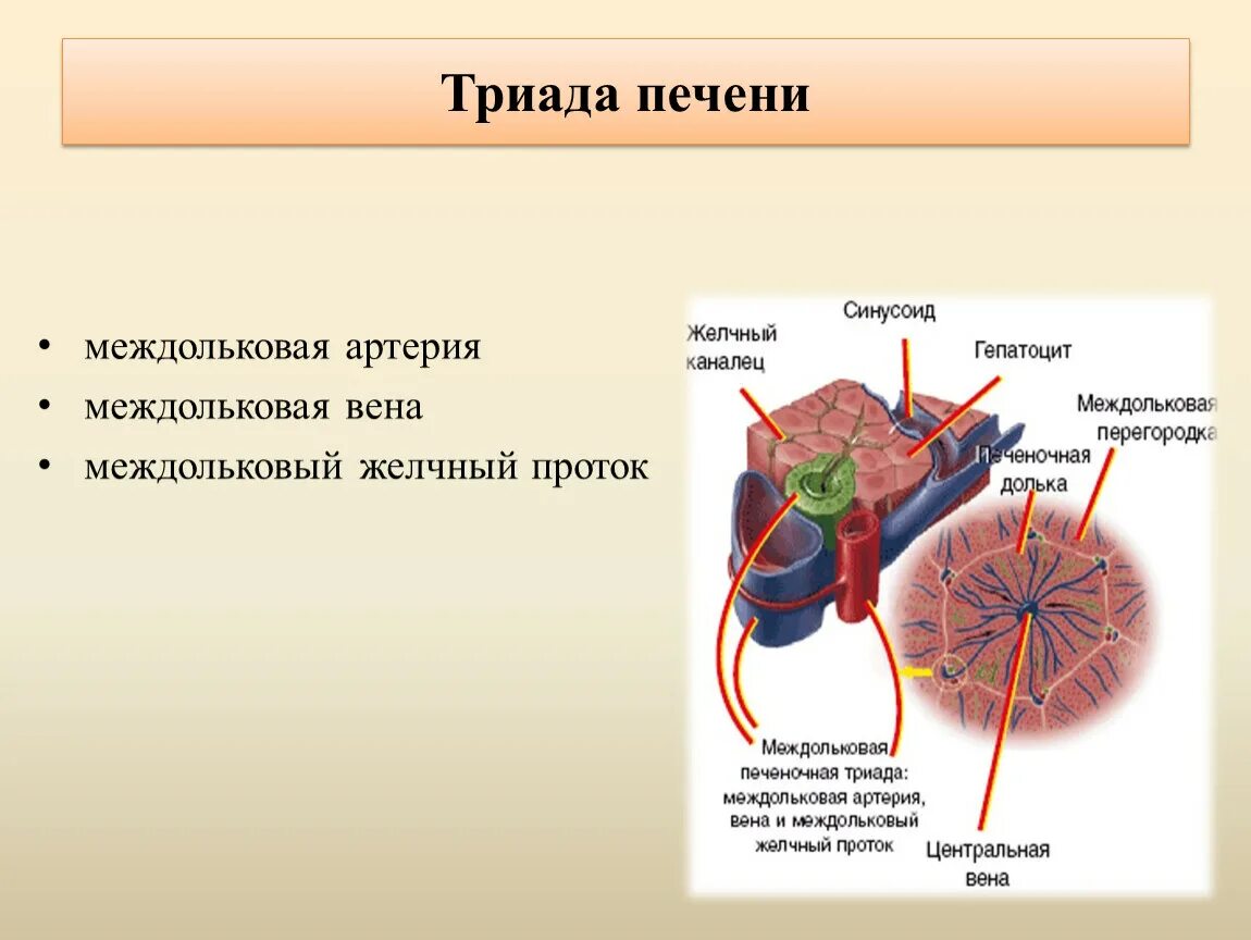 Триада печени. Печеночная Триада анатомия. Междольковая Вена печени функция. Междольковая Вена печени гистология. Междольковая Триада печени анатомия.