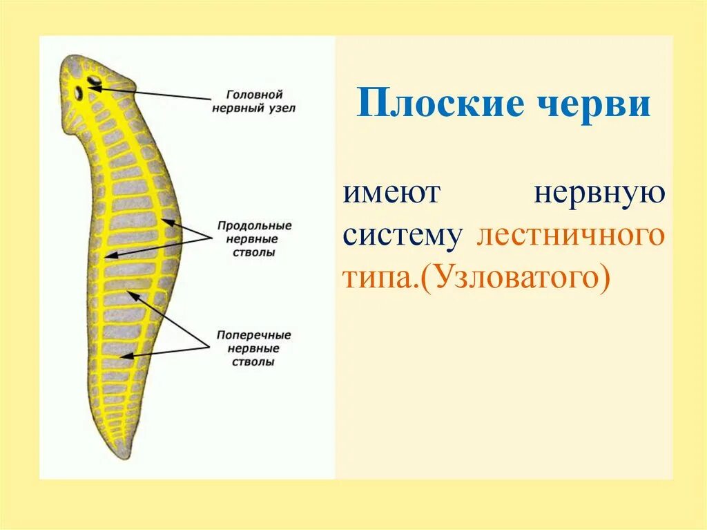 Какая ткань у плоских червей. Лестничная нервная система у плоских червей. Нервная система плоских червей \э. Нервная система лестничного типа у плоских червей. Мышечный аппарат у плоских червей.