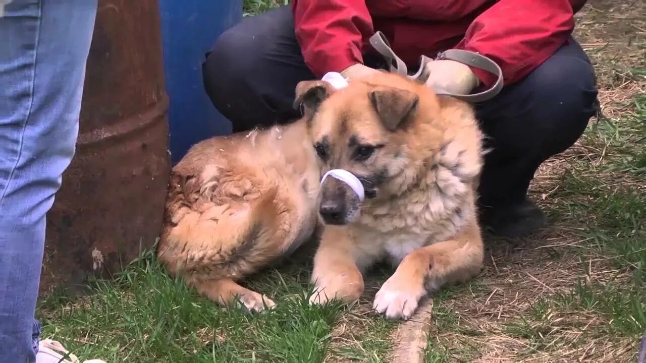 Питомник собак видео. Питомник собак в Обнинске. Питомник Обнинск животных. Антей питомник собак. Питомник собак в Октябрьском Башкортостан.