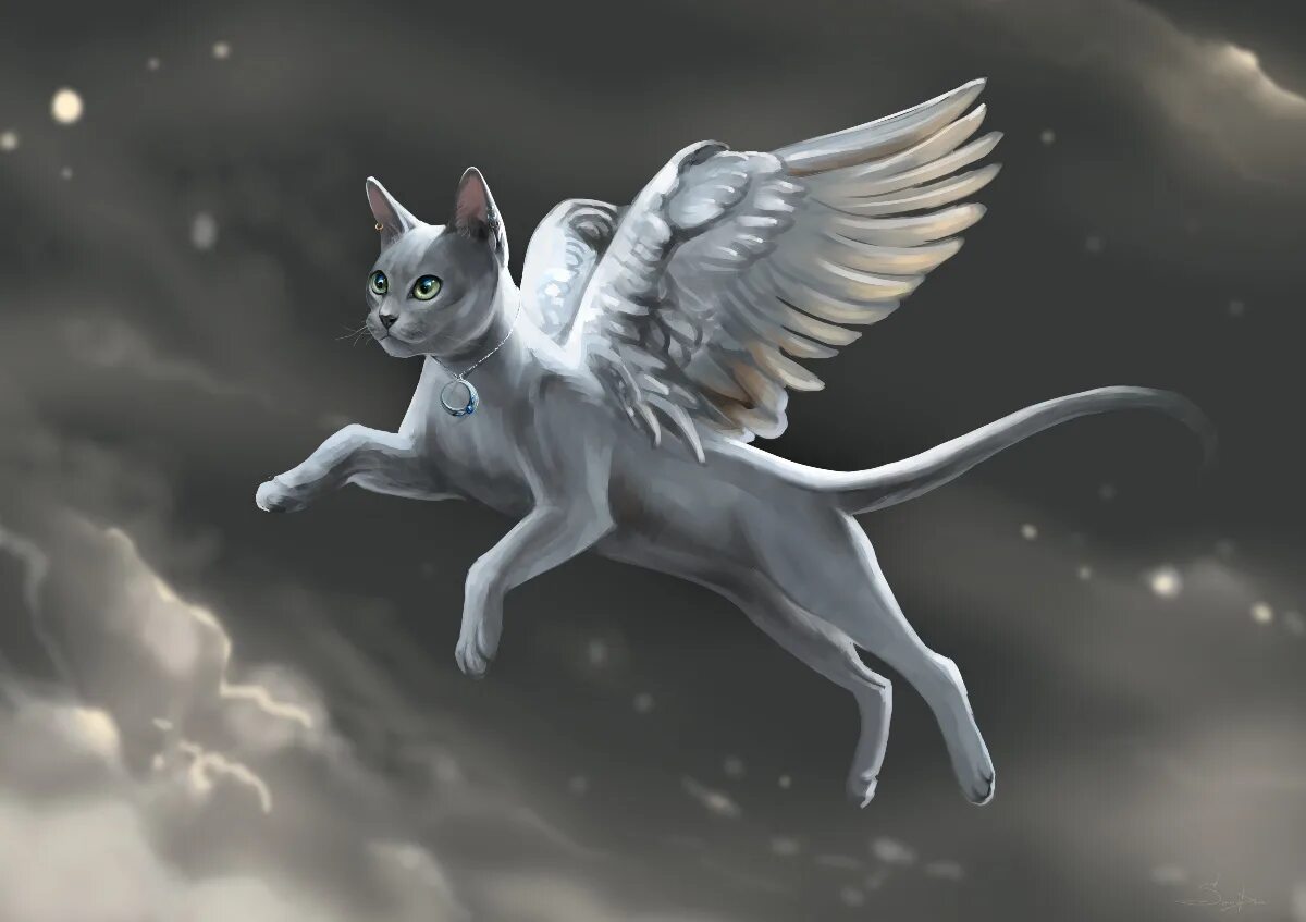 Крылатый кот. Крылатый кот. Коты воители айла. Коты воители ангелы. Кошка ангел.