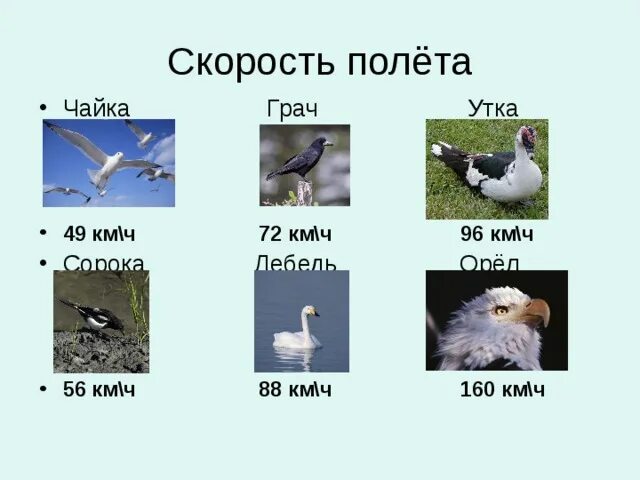 Скорость полета орла. Скорость полета птиц. скорости птиц таблица. скорость полета чайки. средняя скорость полета птицы.