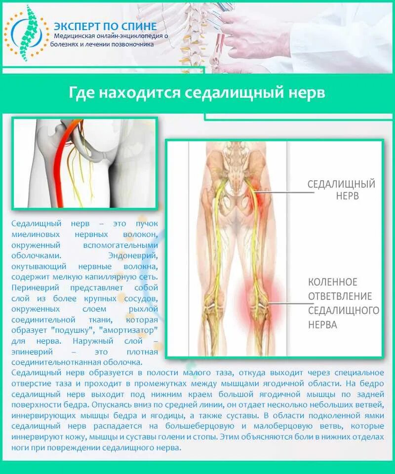 Ноет нога в ягодице. Седалищный нерв схема. Защемление седалищного нерва. Защемило седалищный нерв симптомы. Седалищный нерв анатомия ветви.