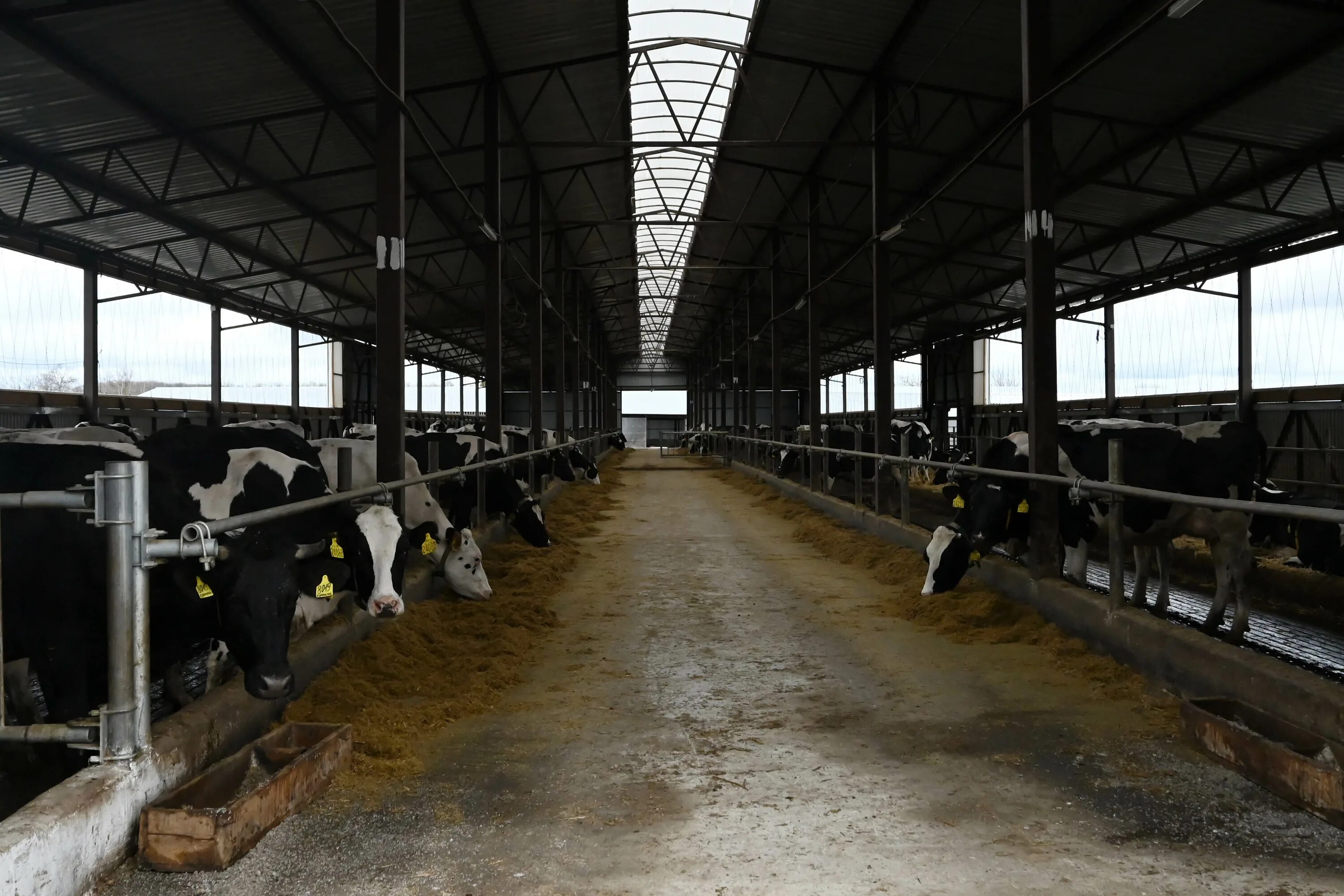 Колхоз-племзавод маныч ставропольский край сайт. Ооо свк ставропольский край свинокомплекс. Эко нива агрохолдинг. Северный олень анциферово. Животноводческая ферма д.