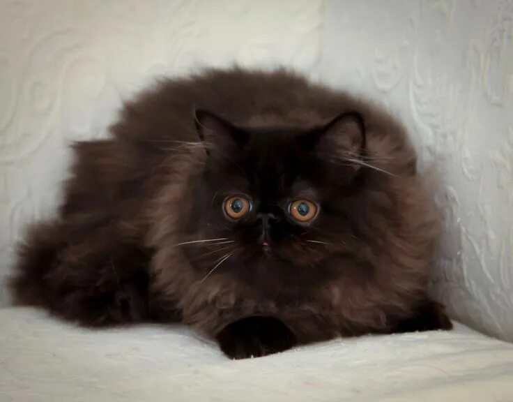 Персидская длинношерстная шиншилла. Гималайский персидский кот. Персидская шиншилла черная. Персидская шиншилла дымная. От персидской кошки с шоколадной окраской