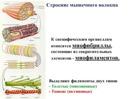 Проводящая система мышцы