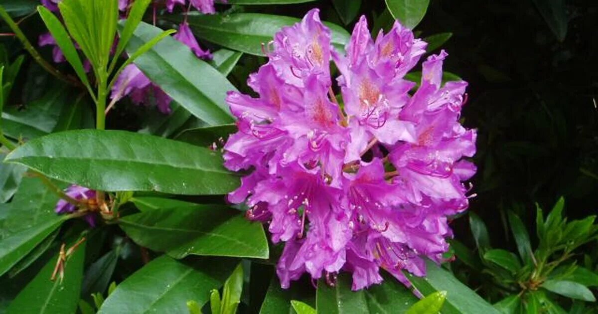 Рододендрон вечнозеленый короткоплодный. Род рододендронов. Рододендрон фори. Рододендрон понтийский. Рододендрон миккели.