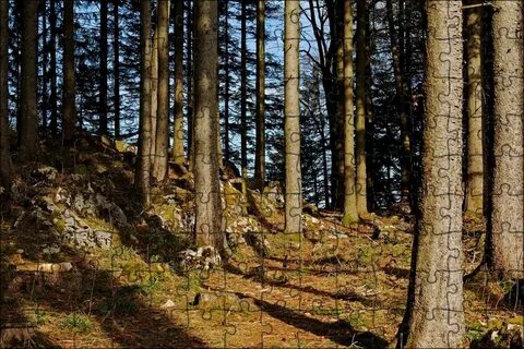 Лес каменная гора