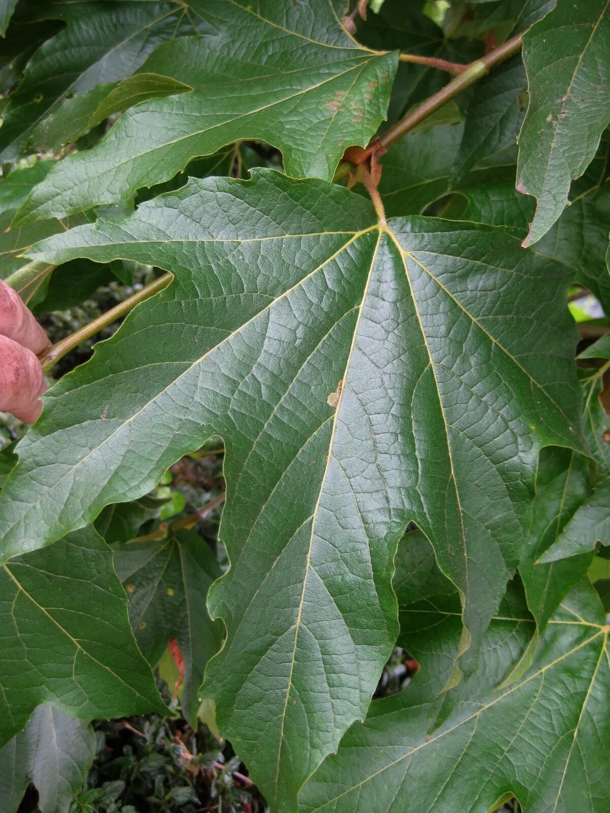 Tree translate