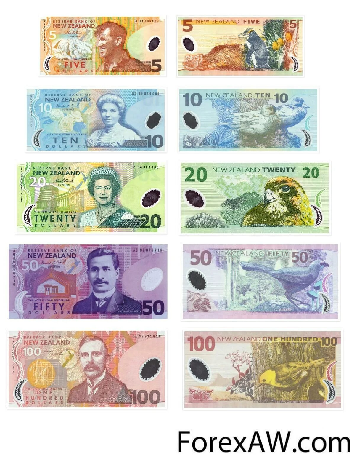 Доллар новая зеландия. Валюта новой Зеландии. New Zealand купюра банкнота. Купюры долларов новой Зеландии. Новозеландский доллар купюры.