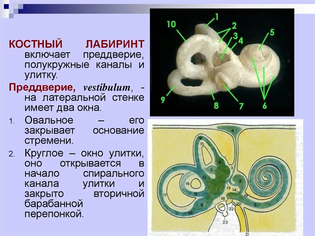 Костный Лабиринт костная улитка. Внутреннее ухо костный Лабиринт. Костный Лабиринт внутреннего уха анатомия. Улитка преддверие полукружные каналы. Окно улитки расположено