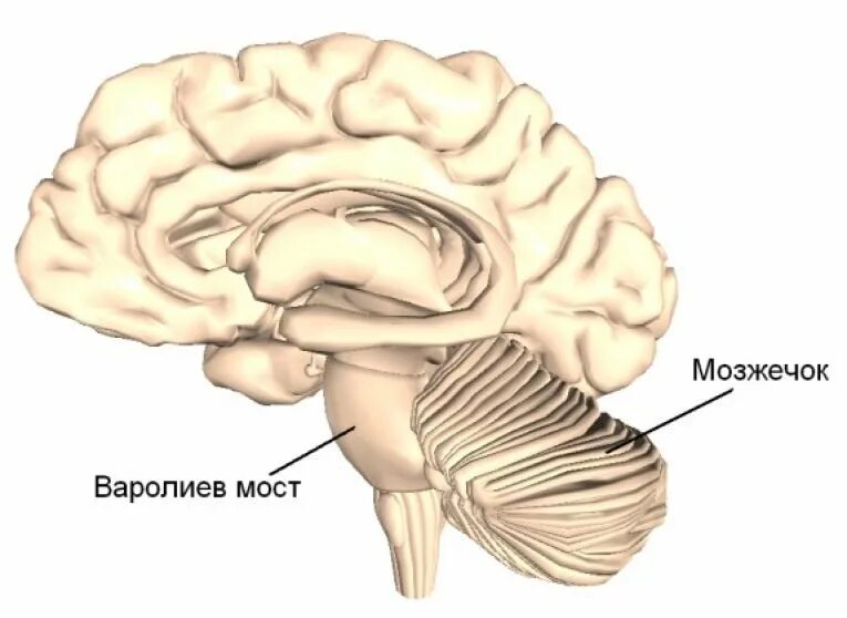 Мост мозга расположен. Задний мозг варолиев мост. Строение головного мозга варолиев мост. Головной мозг варолиев мост. Варолиев мост строение анатомия.