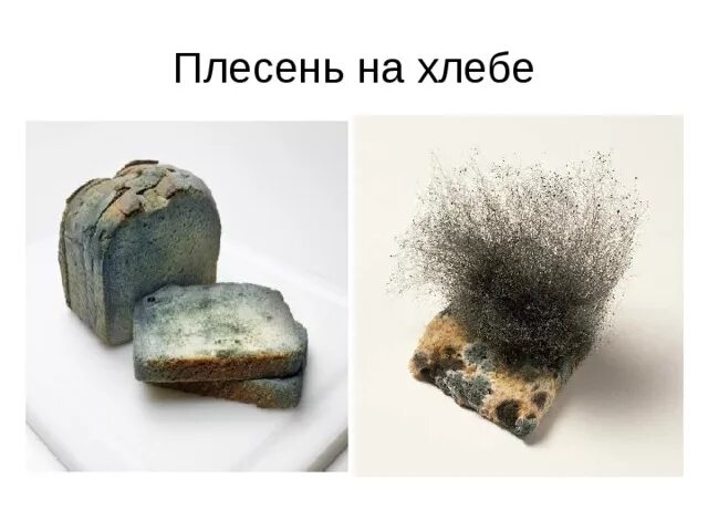 Как сделать плесень