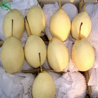Белая груша фрукт