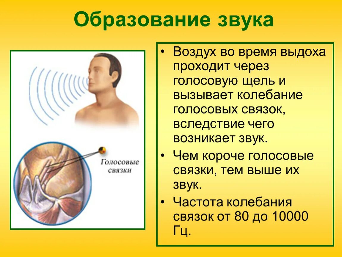 Дыхание во время работы. Частота колебаний голосовых связок. Частота колебания голосовых связок зависит от. Образование звуков связками. Звуки дыхания человека.