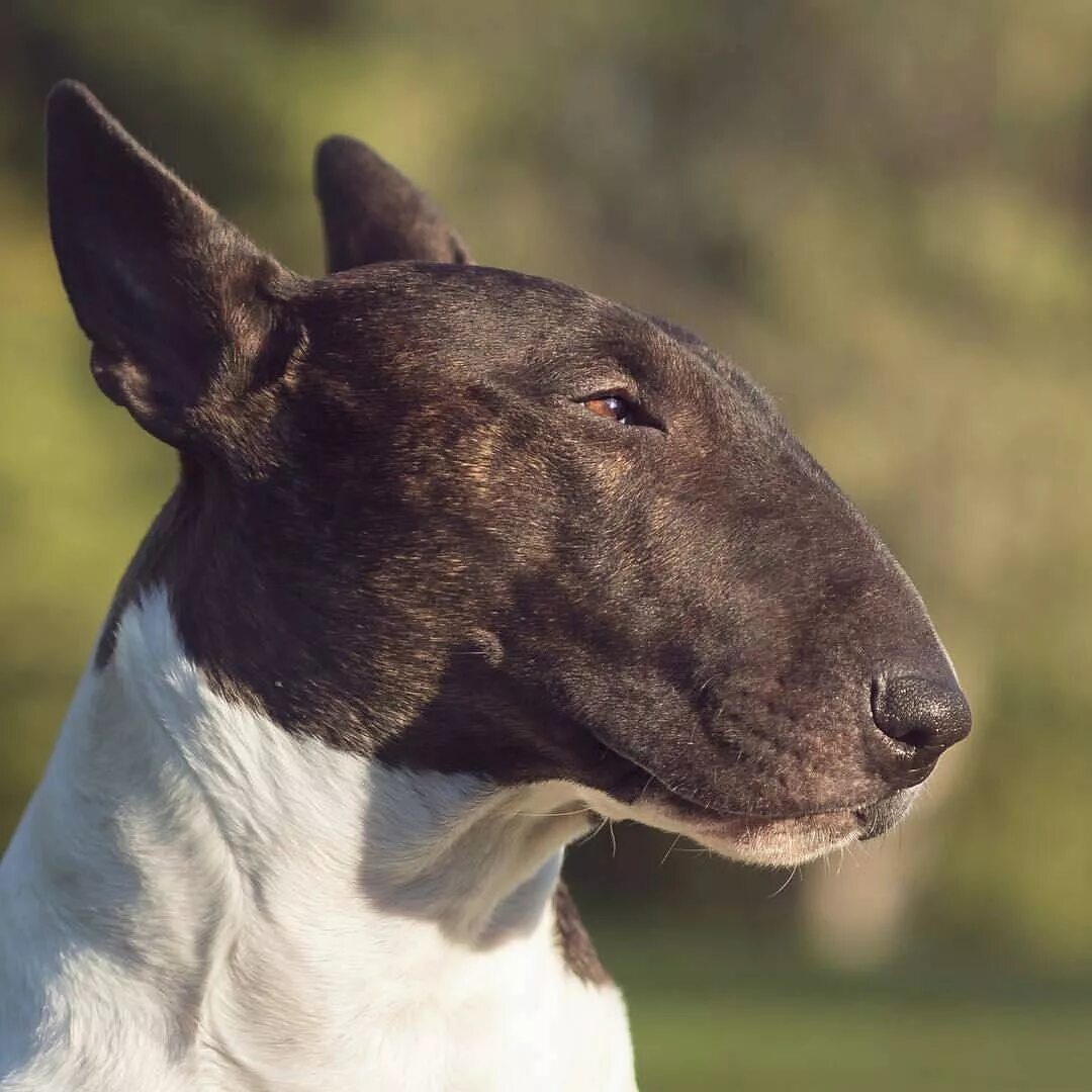 Бойцовская порода с крысиной мордой. Бойцовская порода с крысиной мордой. Бультерьер. Бультерьер золотистый. Собака крыса порода бойцовская.