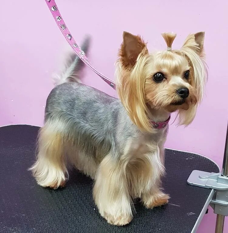 Йоркширский терьер щенячья стрижка. Йоркширский терьер щенячья стрижка. Йоркширский терьер стандарт. Подстрижка йоркширского терьера. Как подстричь йорка девочку.