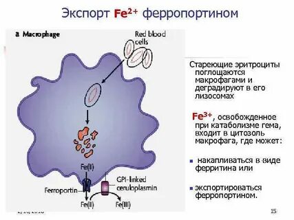 Эритроциты макрофаги