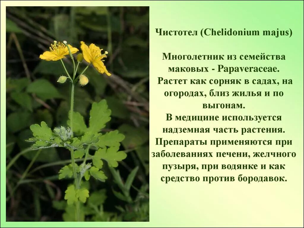 Лекарственные растения. Лечебные растения. Лекарственные растения Ростовской области. Редкие лекарственные растения.