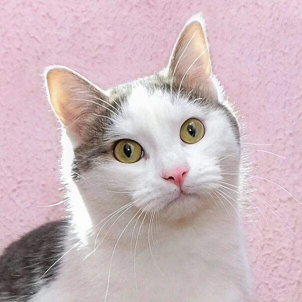 Кот бусик. Басик бейби в свитшоте 20 см. Котики бусики. Кот бусик. Кот дурачок.