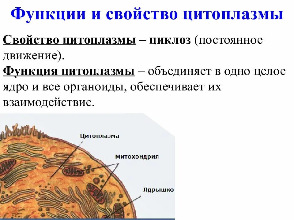 Цитоплазма состав и функции. Строение цитоплазмы и ее функции. Функции цитоплазмы. Цитоплазма строение и функции. Строение клетки функции цитоплазмы