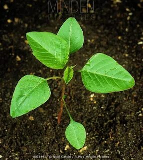 True leaves