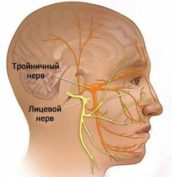Ишемия нерва. Лицевой нерв и тройничный нерв. Тройничный и лицевой нерв анатомия расположение. Лицевой нерв и тройничный нерв анатомия. Анатомия головы человека тройничный нерв.