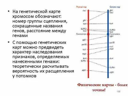 Принципы построения генетических карт хромосом