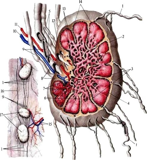 Корень лимфатического узла. Краевой синус лимфатического узла. Почка строение лимфатический сосуд. Лимфатический узел анатомия. Строение лимфатического сосуда и лимфатического узла.