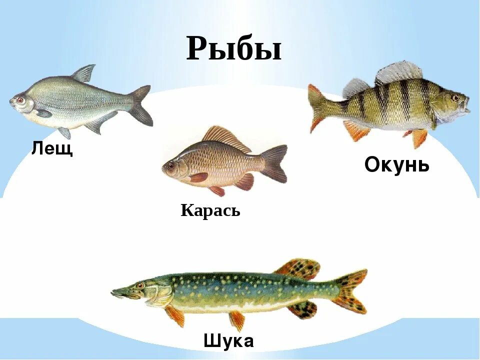 Окунь щука Карп карась сом лещ Ерш. Речные рыбы для дошкольников. ( Щука, сом, окунь, карась.). Речные рыбы названия для детей.