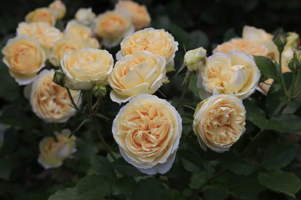 Роза флорибунда `женевьев орси`. Роза сорт женевьева орси. Роза женевьев орси. Описание розы женевьев орси. Описание розы женевьев орси.