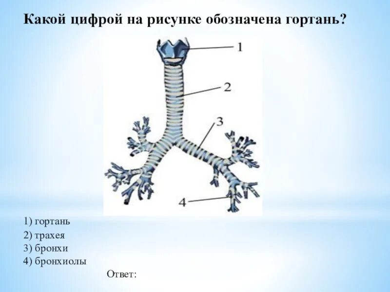 Трахея на рисунке обозначена цифрой