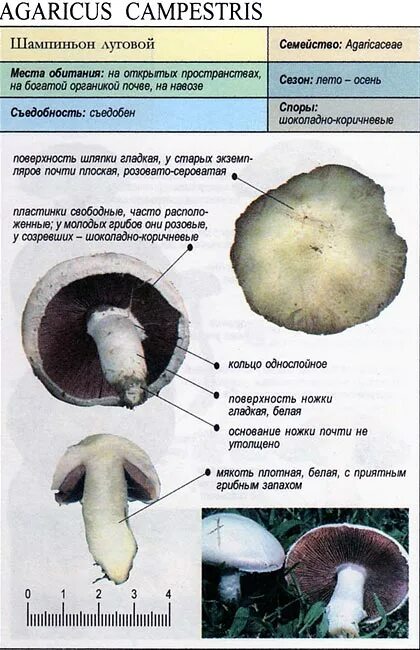 Признаки гриба шампиньона. Ложный Луговой шампиньон. Печерица, Луговой шампиньон ложные. Шампиньон Луговой Agaricus Campestris. Ложный шампиньон описание.