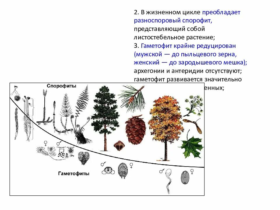 Жизненные циклы растений гаметофит и спорофит. Разноспоровые гаметофиты. В жизненном цикле преобладает спорофит. В жизненном цикле преобладает гаметофит. Виды спорофитов