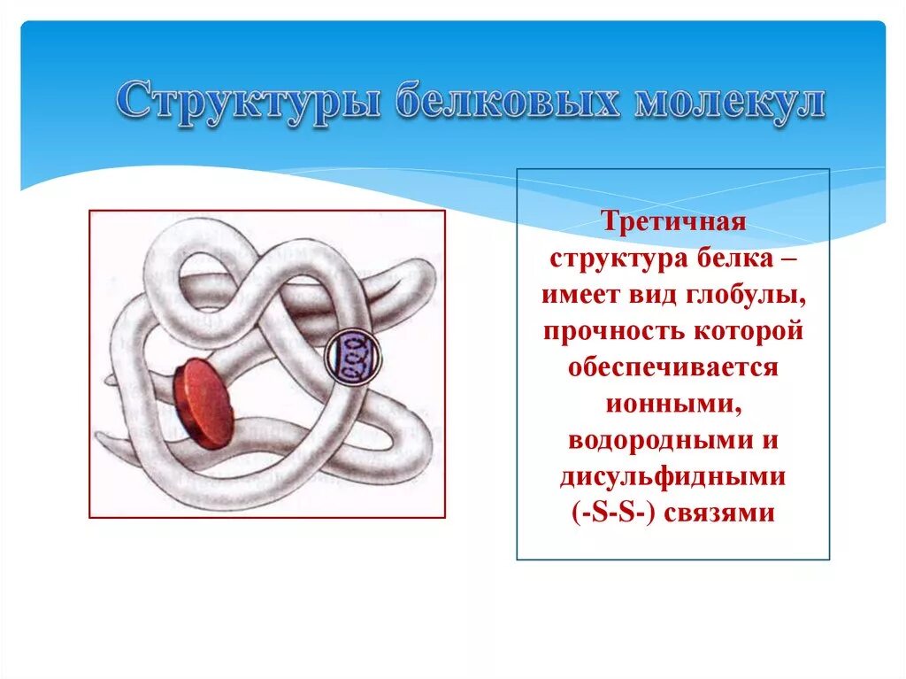 Формы белковых молекул. Третичная структура белка имеет вид. Строение белковой молекулы третичная. Белковая молекула третичная структура. Молекула белка схема третичная структура.