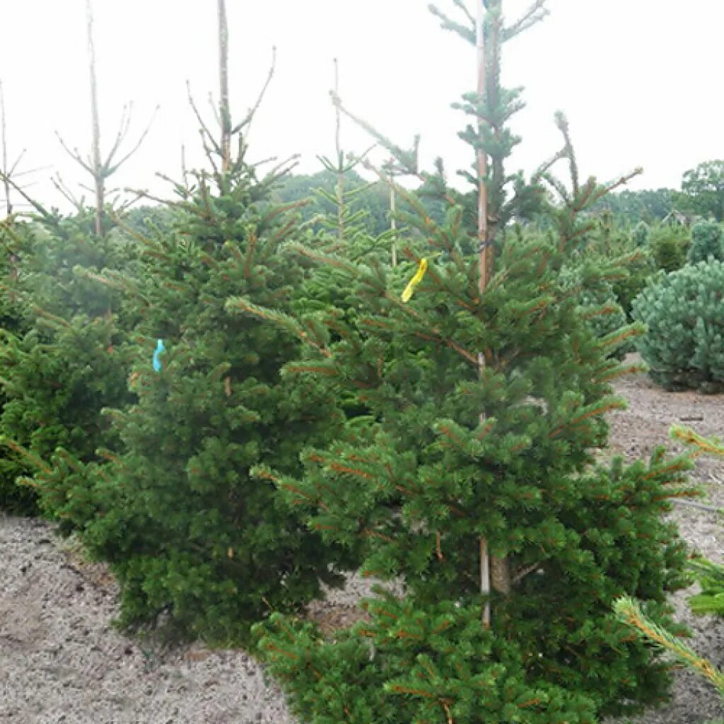 Ель лаки страйк. Ель колючая (Picea pungens Lucky Strike. Ель колючая лаки страйк. Ель колючая Lucky Strike. Ель pungens Lucky Strike.