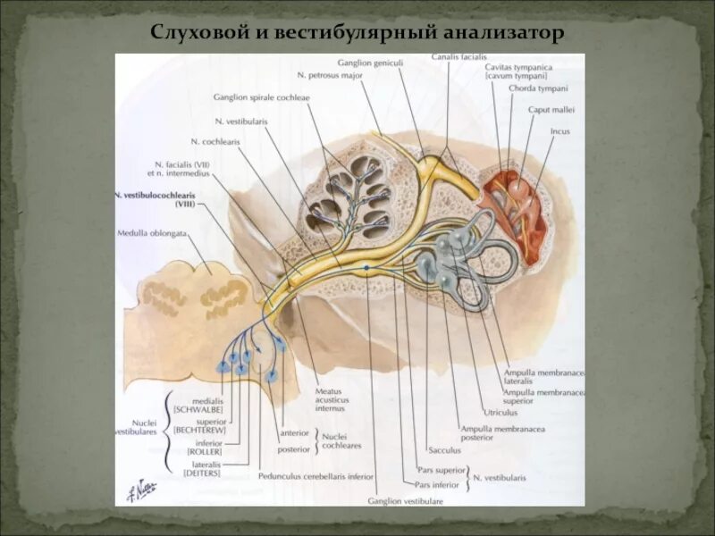 Анатомические отделы слухового анализатора. Статокинетический анализатор анатомия. Вестибулярный аппарат слухового анализатора строение. Ухо строение анализатор равновесия. Строение и функции слухового и вестибулярного анализаторов..