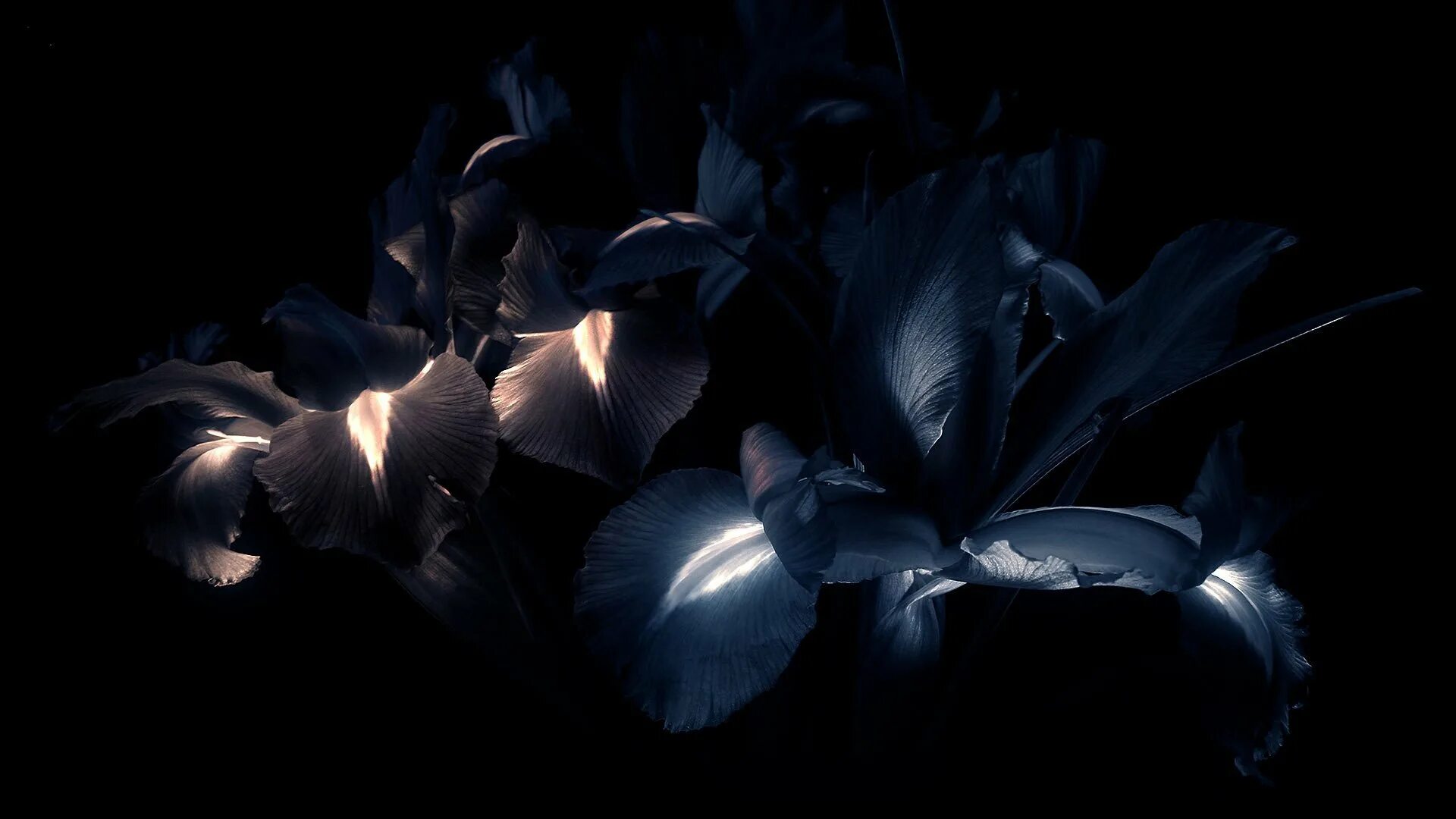 Цветок на темном фоне обои. Цветы на черном фоне. Цветы на темном фоне. Темные цветы. Красивые цветы на черном фоне.