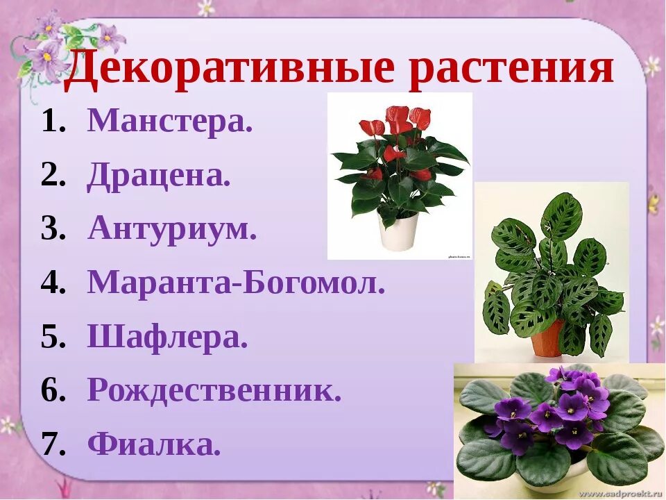 Декоративные культурные растения. Декоративные растения названия. Проект декоративные растения. Декоративные растения описание.