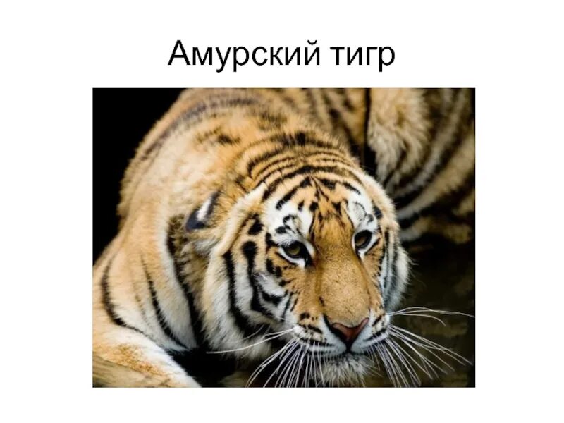 Тигр охраняемая территория окружающий мир