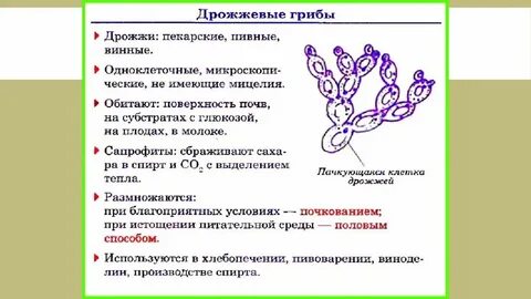 Дрожжи характеристика