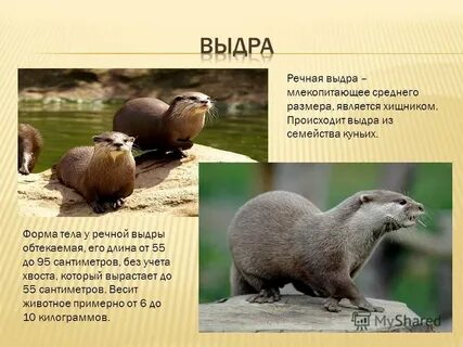 Выдра описание