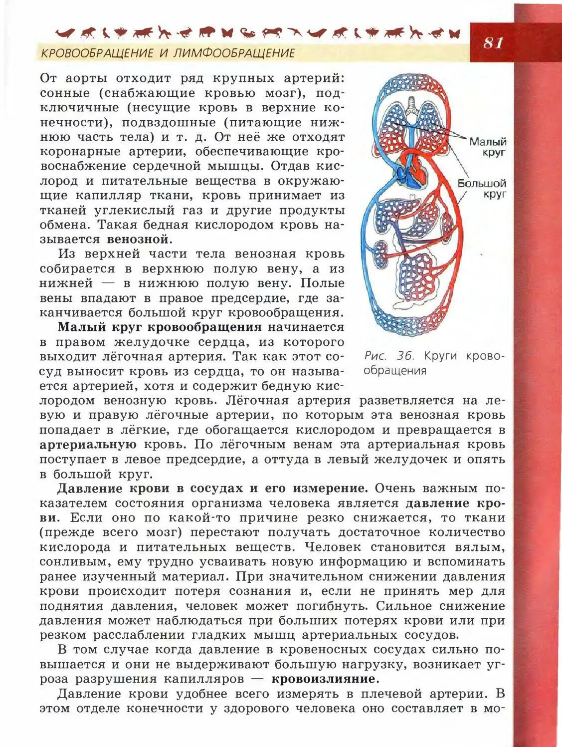 Биология 8 класс пасечник уроки биологии. Биология 8 класс. Учебник по биологии 8. Книга по биологии 8 класс. Круги кровообращения 8 класс биология.