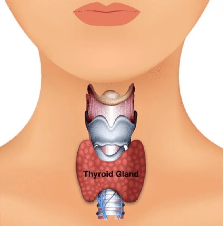 Изображение щитовидной железы. Здоровая щитовидная железа. Здоровая и больная щитовидка. Зоб в горле