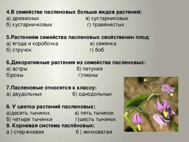 Овощи семейства пасленовых. Виды пасленовых растений. Культурные растения семейства пасленовых. Семейство Пасленовые представители. Характеристика семейства Пасленовые.