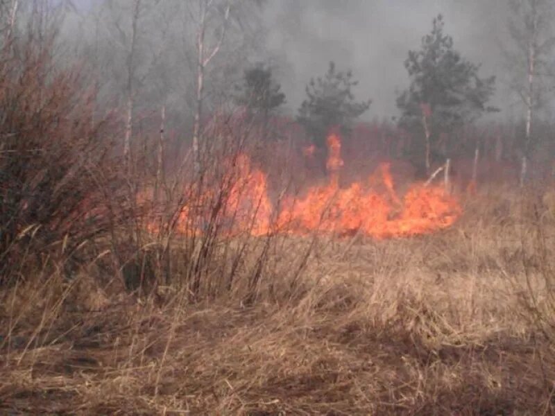Сжигание сухой травы. Жгут сухую траву. Жги летом. Жги летом. Не жгите сухую траву.