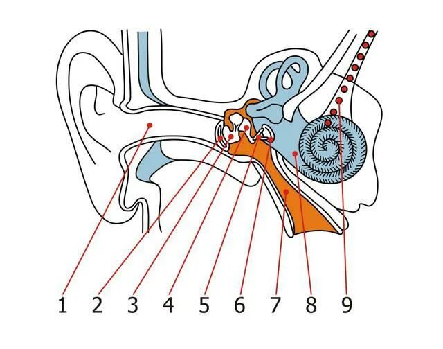 Строение уха человека анатомия рисунок без подписей. Ухо строение уха человека без подписей. Строение уха рис 139. Строение уха карточка. Барабанная перепонка овальное окошко